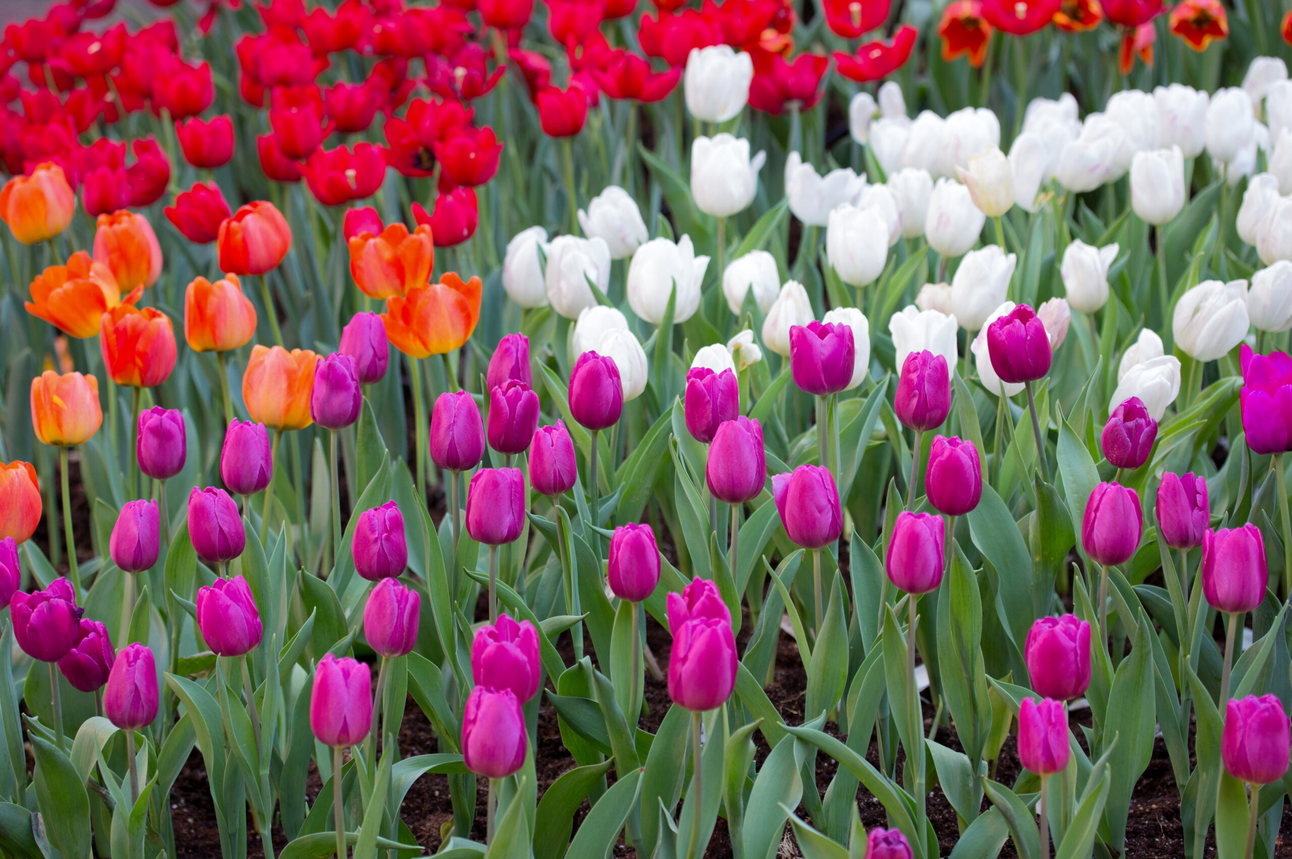 tulipanes