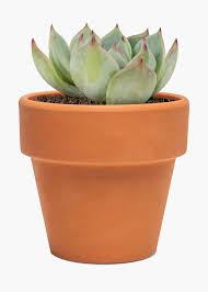 suculenta
