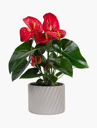 orquídea