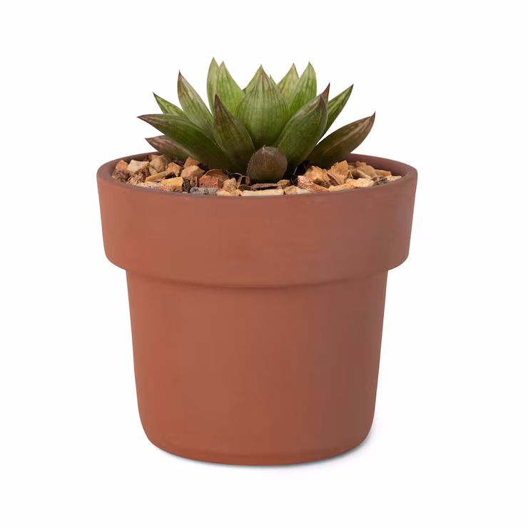 suculenta1