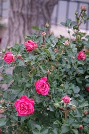 rosal