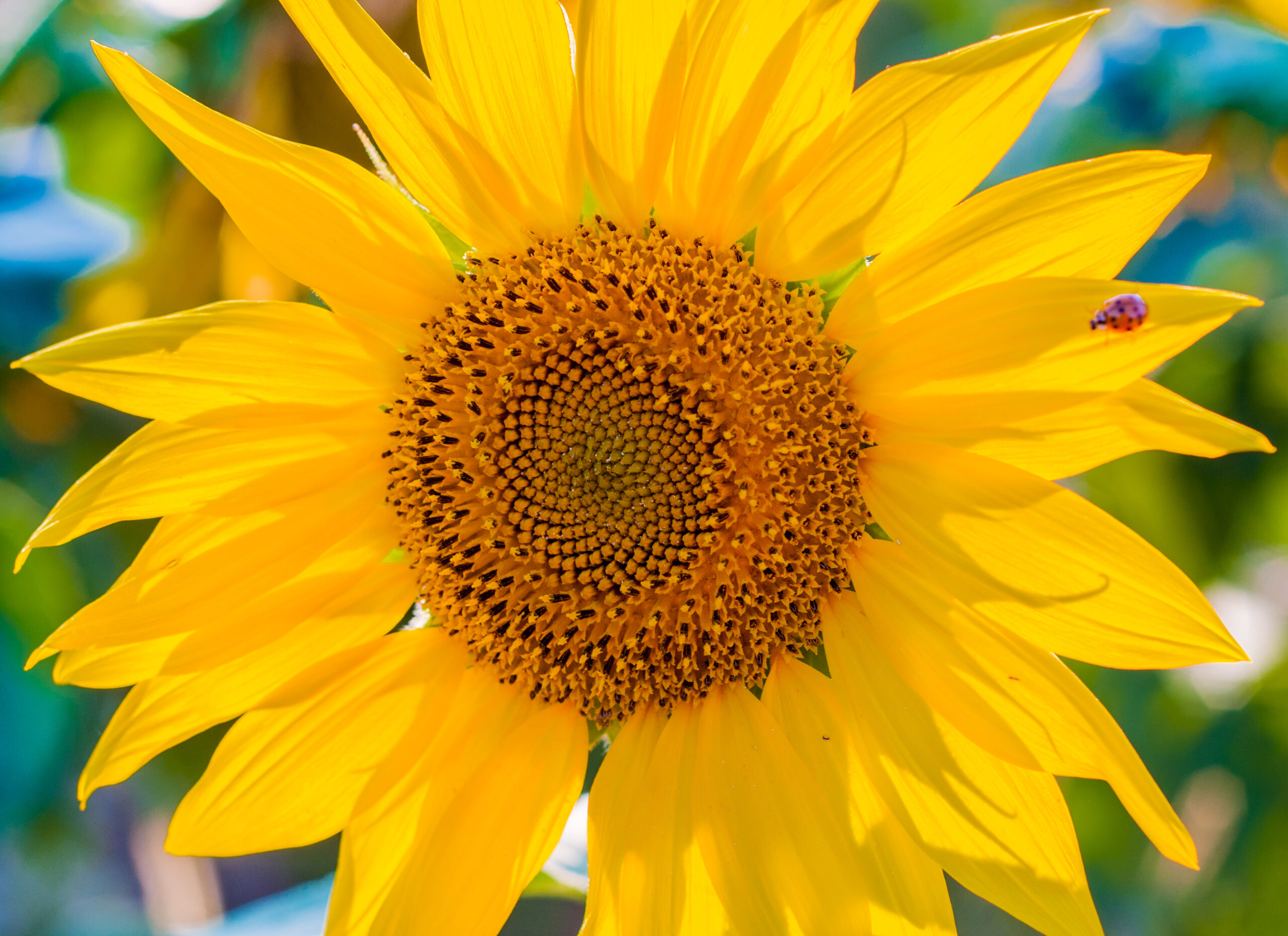 girasol