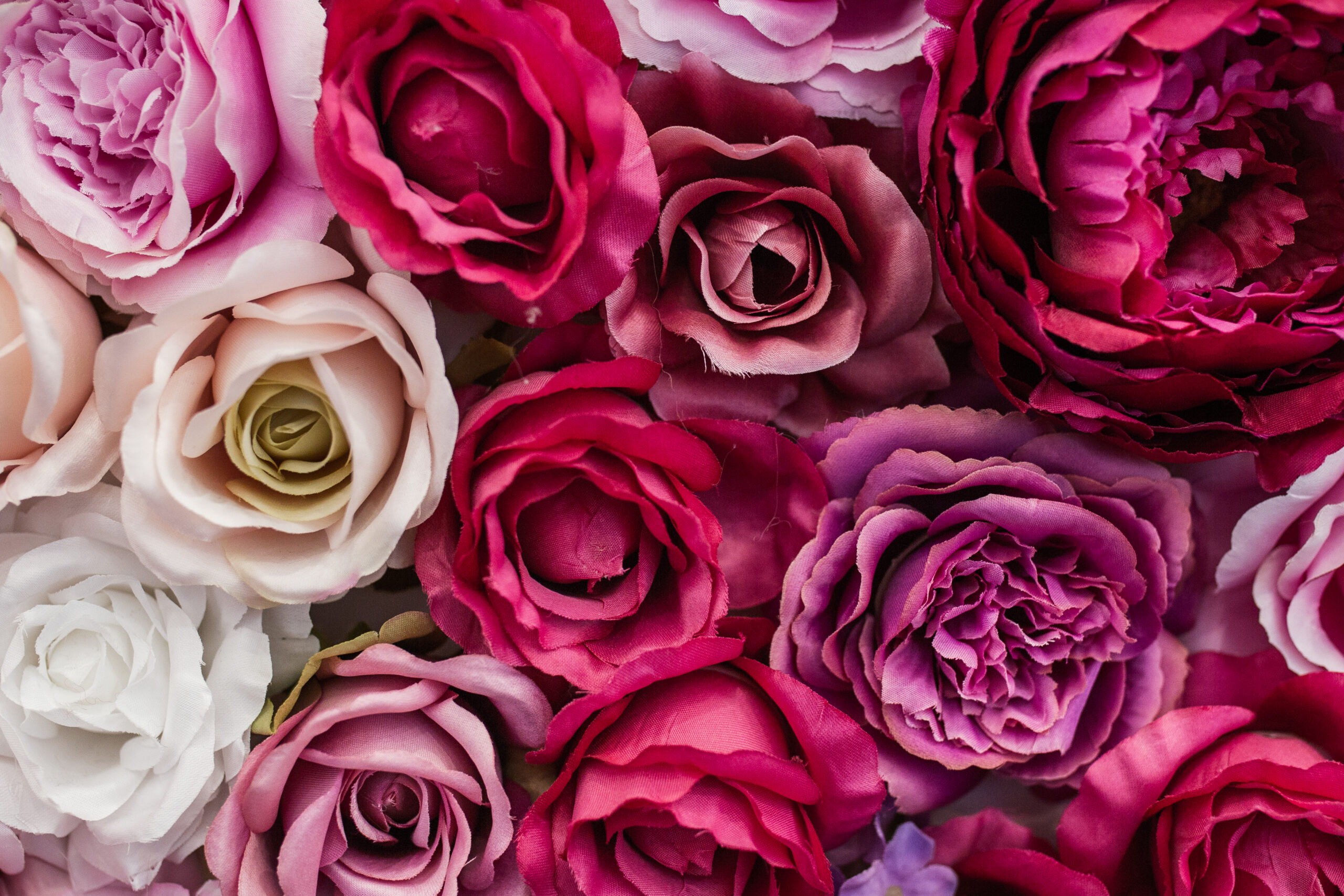 rosas